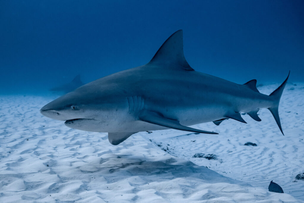 Do Sharks Have Bones 