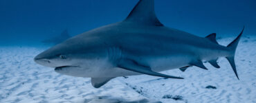 bull shark