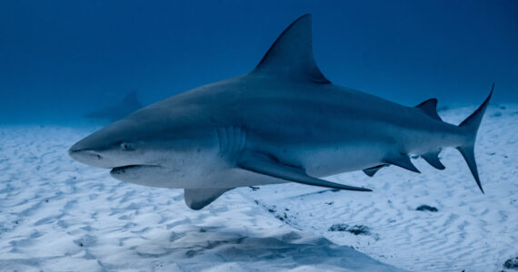 bull shark