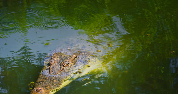 a crocodile swimming beneath the surface of the water