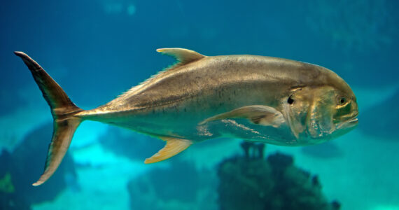 a jack crevalle swimming underwater