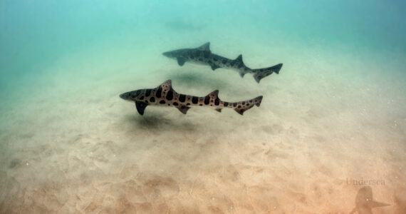 two leopard sharks swimming together