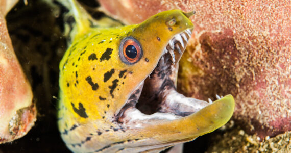 a moray eel with its mouth open