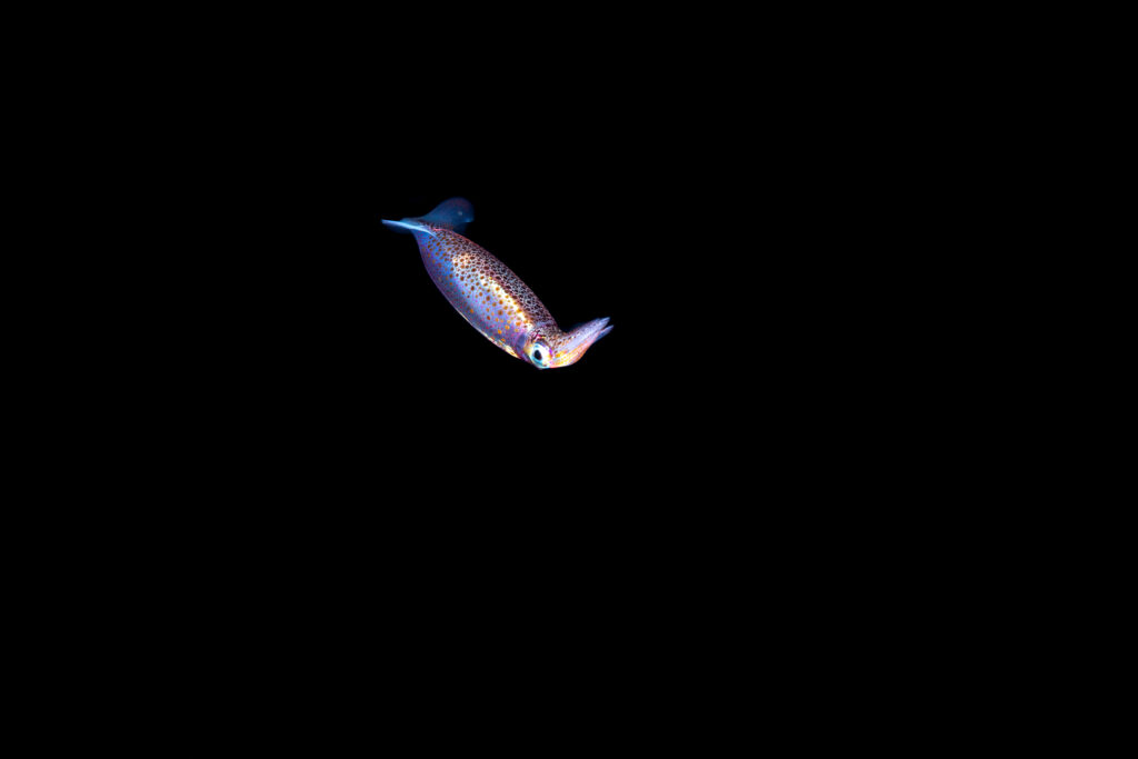 a flying neon squid deep underwater swimming