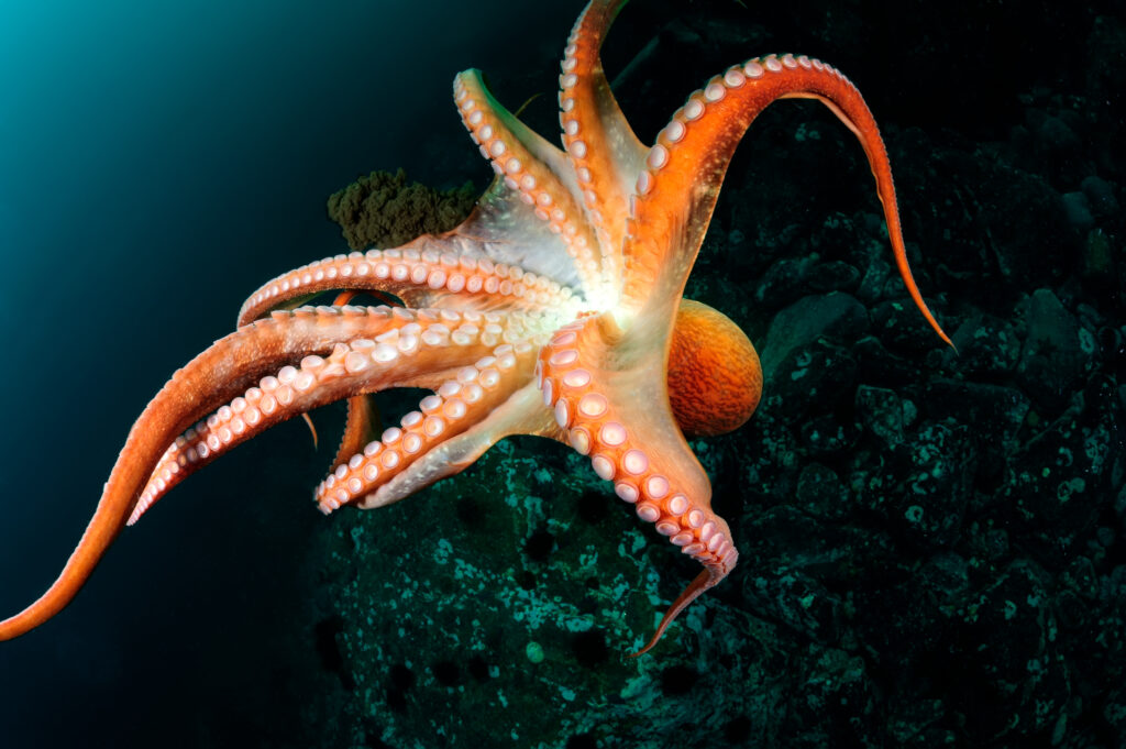 octopus