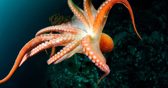 an octopus swimming underwater