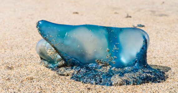 a bluebottle jellfish washed up on the shore