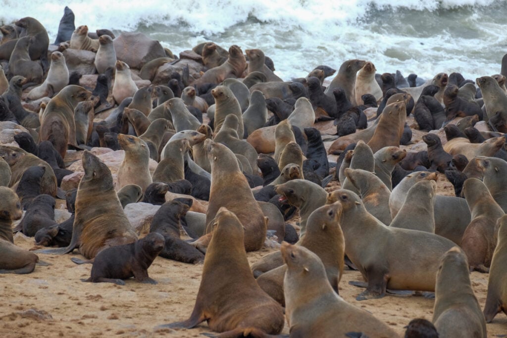 sea ​​lion colony