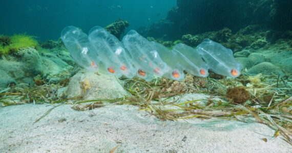 a colony of salps underwater