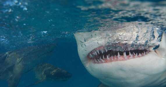 shark teeth up close