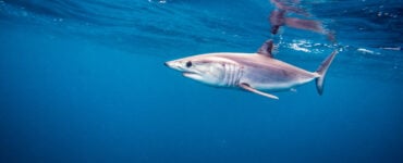 a shortfin mako swimming in the ocean