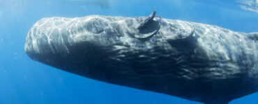 sperm whale calf is sleeping