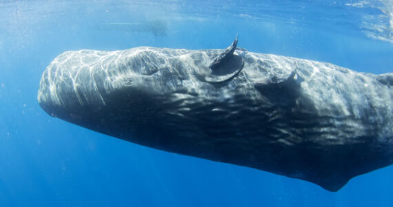 sperm whale calf is sleeping