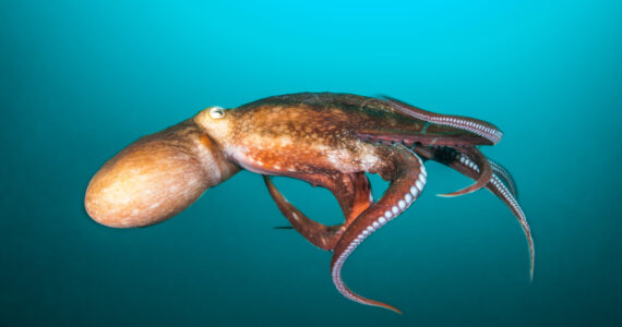 squids and octopus