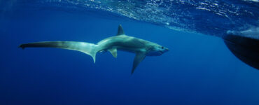 thresher shark swimming in ocean underwater near boat