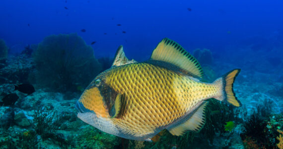 a venomous titan triggerfish swimming underwater