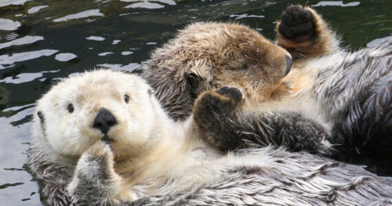 vancouver otters holding hands
