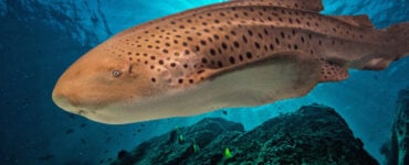 a zebra shark swimming underwater