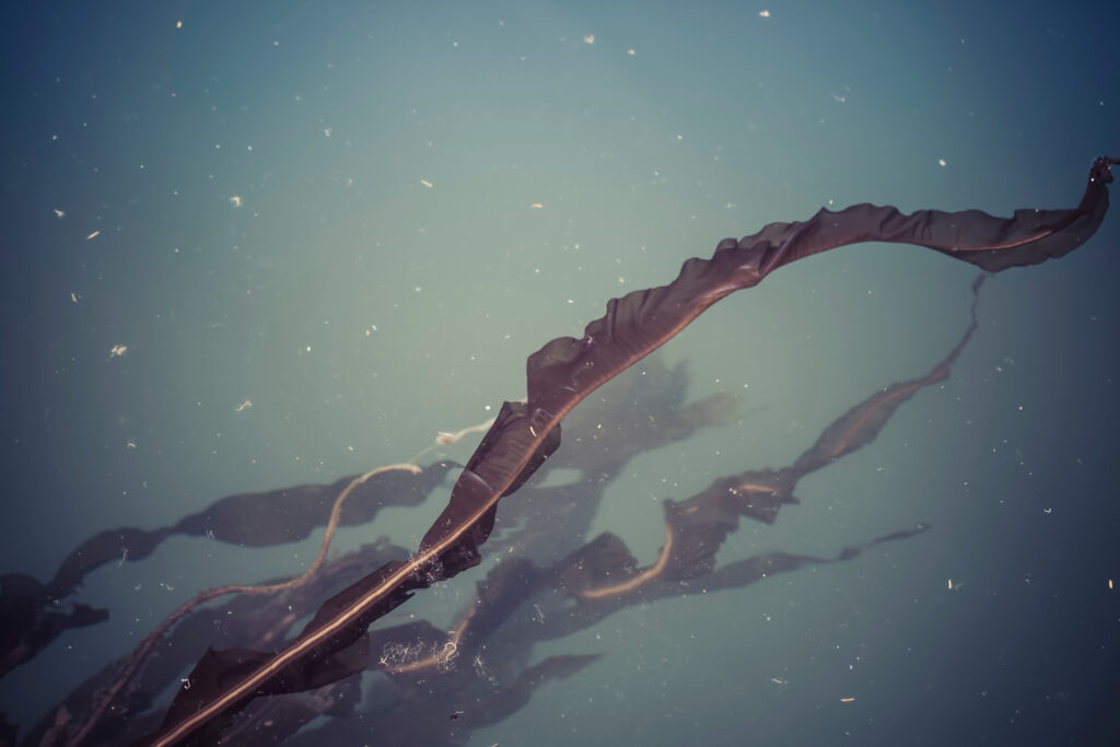 alaria seaweed flowing in the current underwater