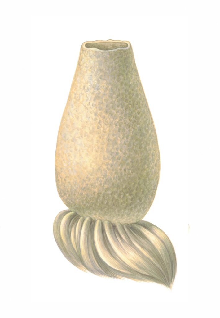 an illustration of a Anoxycalyx Joubini antarctic sponge