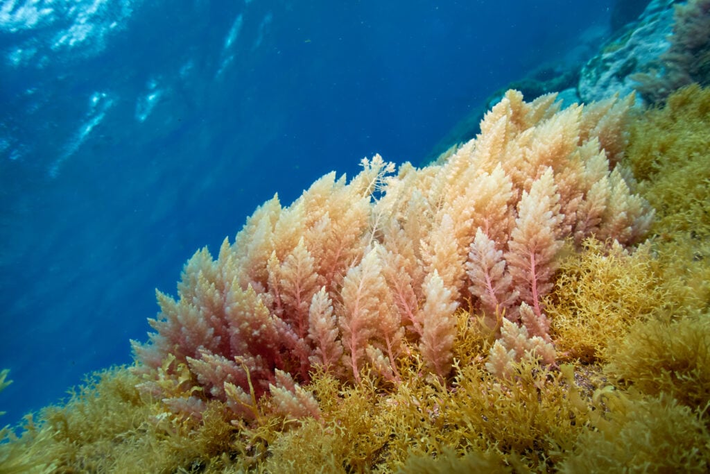 a cluster of asparagopsis seaweed waving in the current underwater