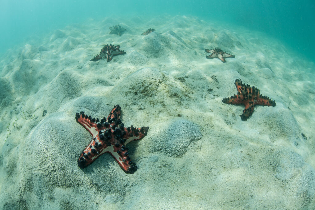 a group of chocolate chip starfish on the sea floor