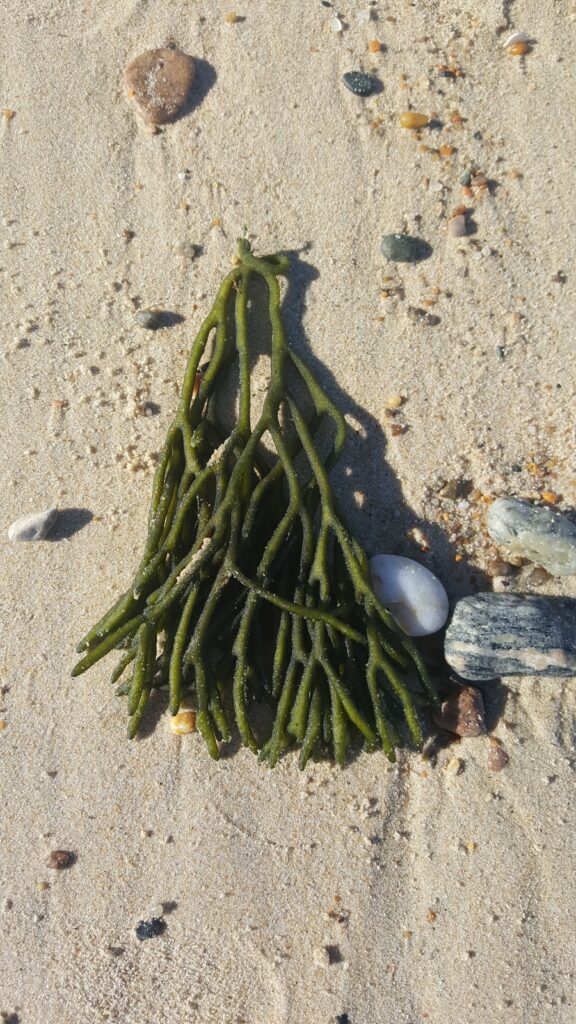 a piece of codium seaweed washed up on shore