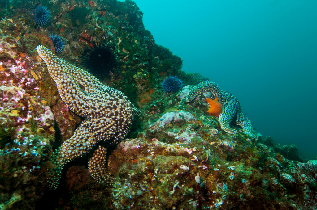 a giant spined starfish on coral