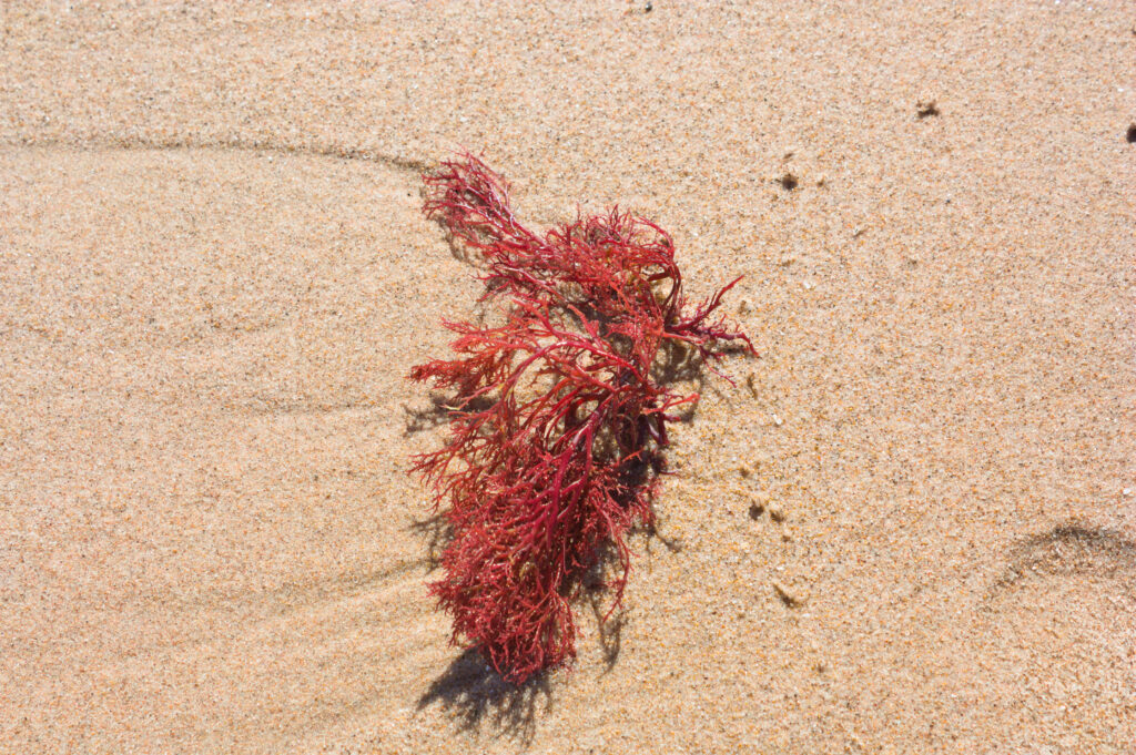 a piece of gracilaria seaweed washed up on shore