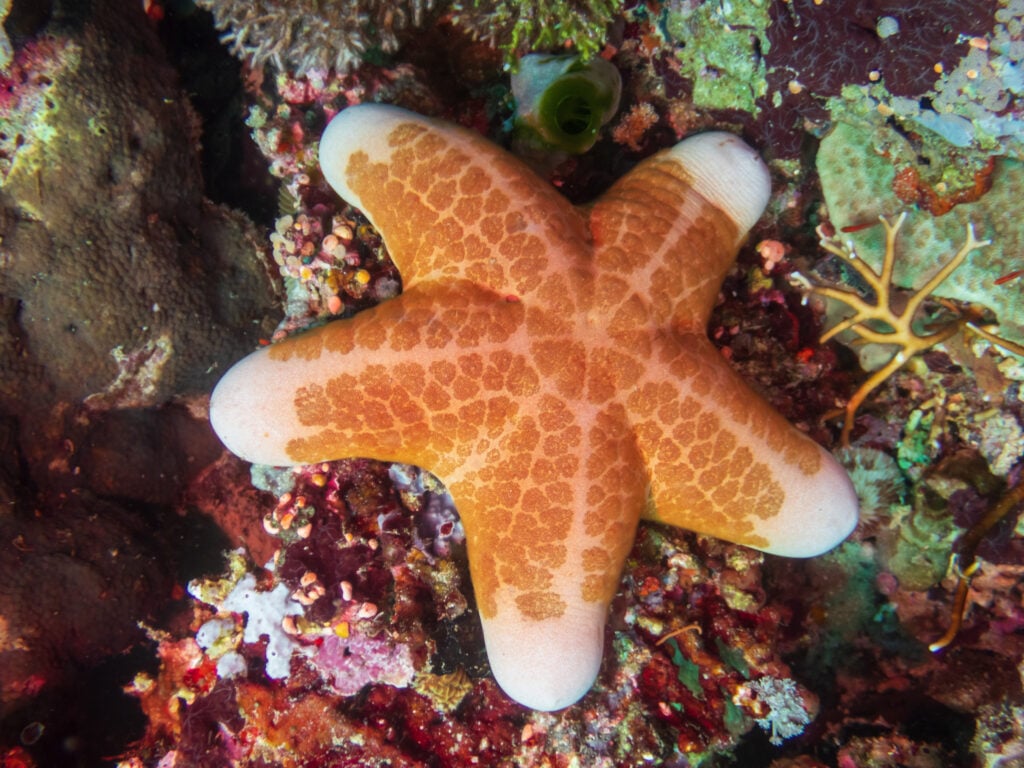 a granulated sea star on coral
