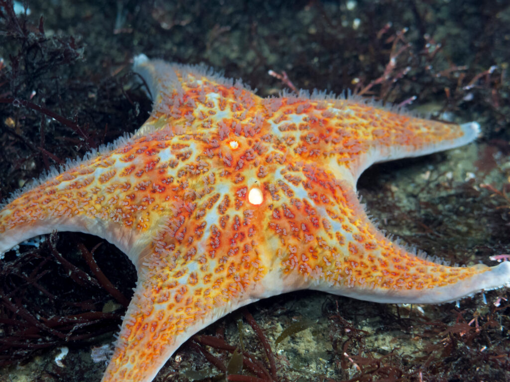 a leather starfish laying on coral