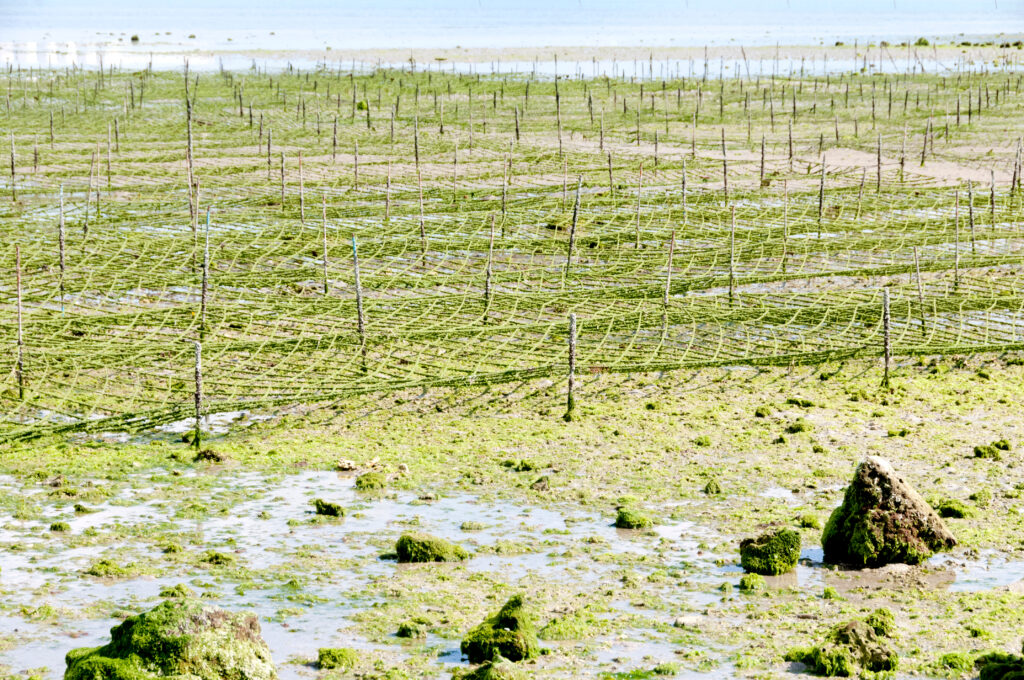 a seaweed farm growing monostroma seaweed