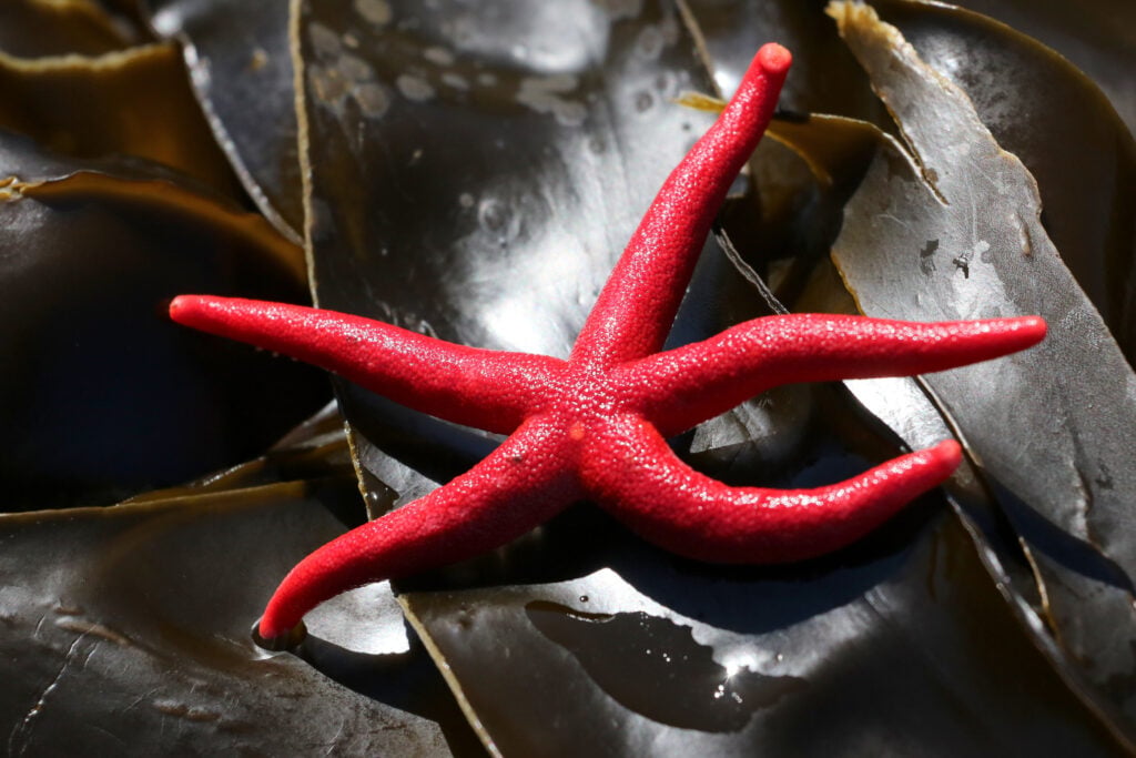 a pacific blood star on kelp