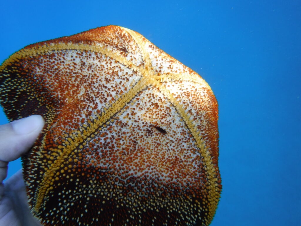 a pincushion starfish