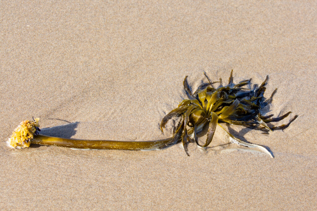 a piece of sea palm seaweed washed up from the sea