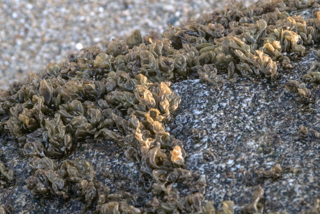 pyropia seaweed growing on a rock