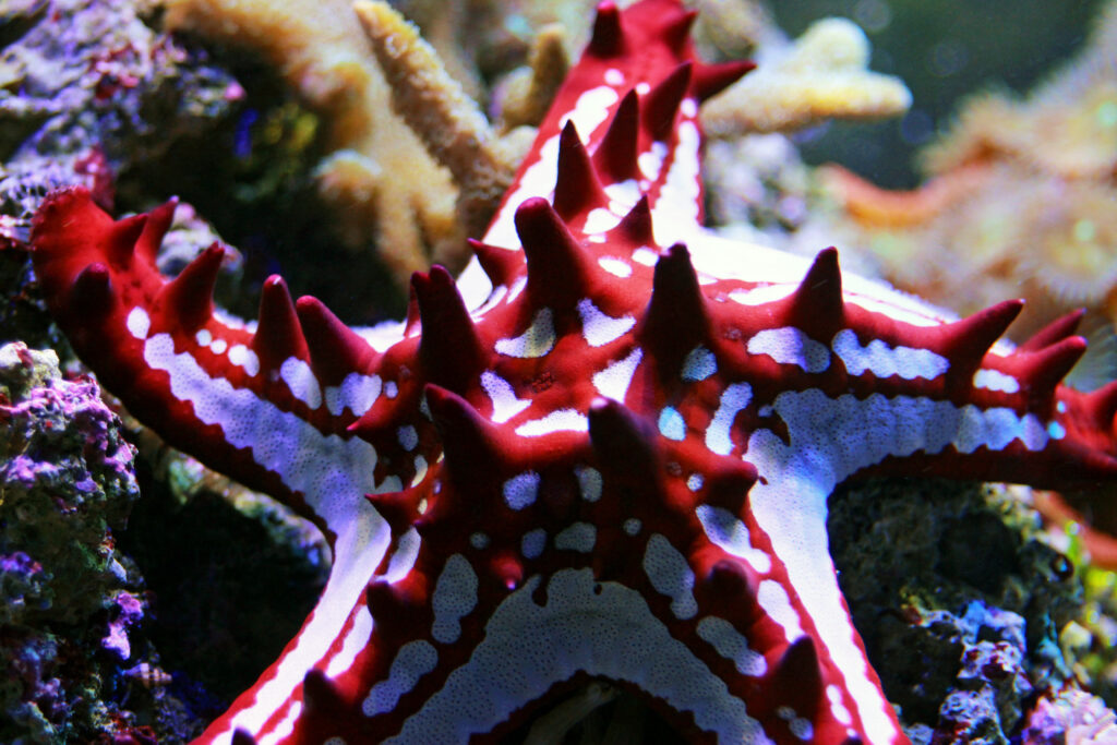 a red knob sea star on coral