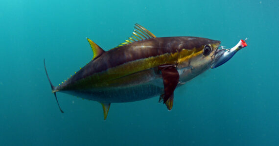 a yellowfin tuna with a lure in its mouth