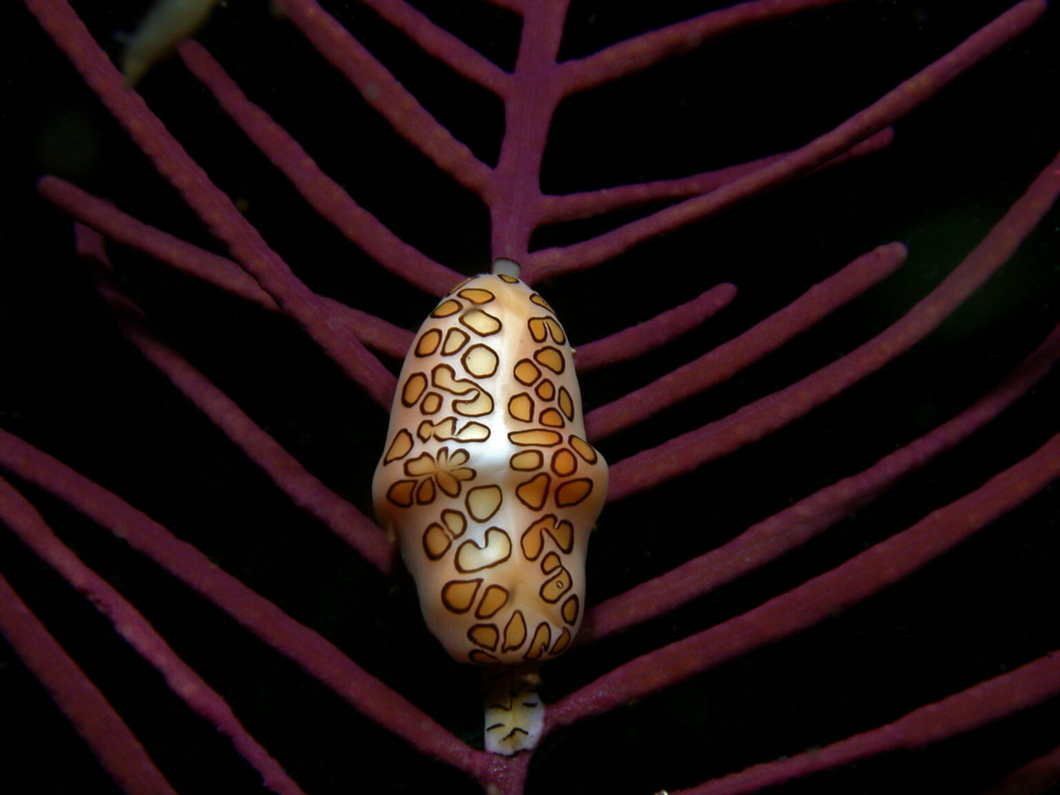 Flamingo Tongue