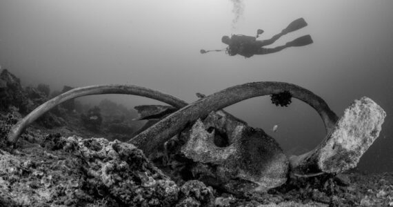 a diver swimming past a whale fall