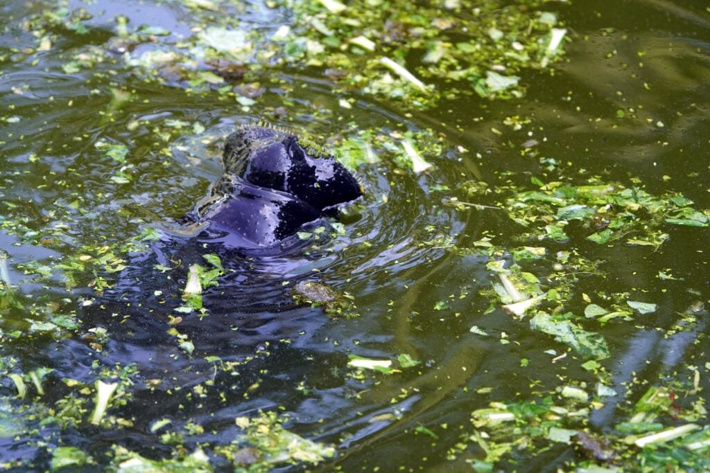 an amazonian manatee eating vegetation in a river
