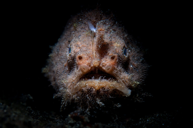 Anglerfish