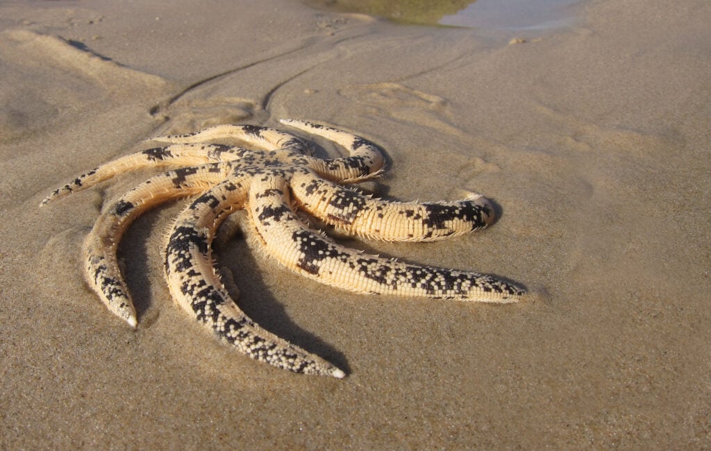 an australian sand star on the shore