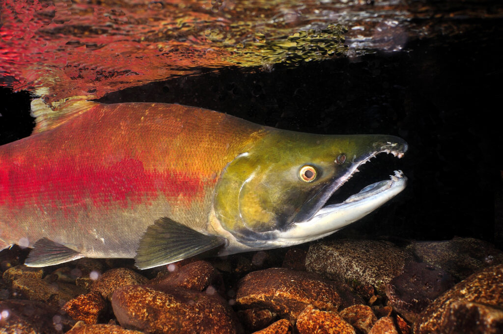 World Record Sockeye Salmon World Record Sockeye Salmon