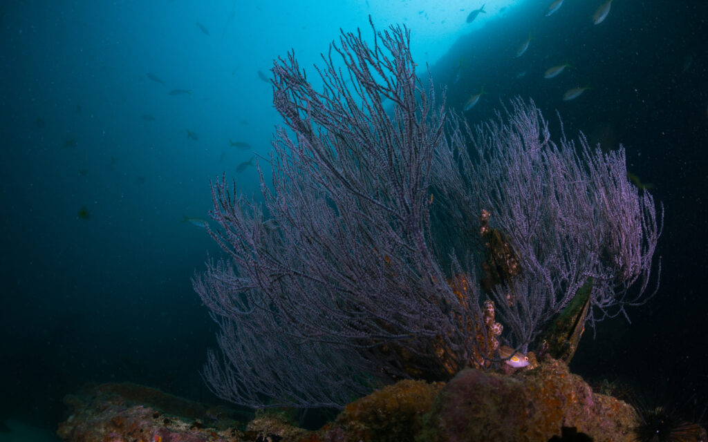 black coral underwater