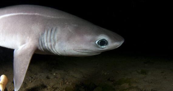 the face of a sixgill shark