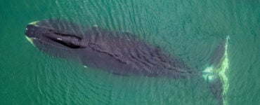 a bowhead whale in the water seen from the top