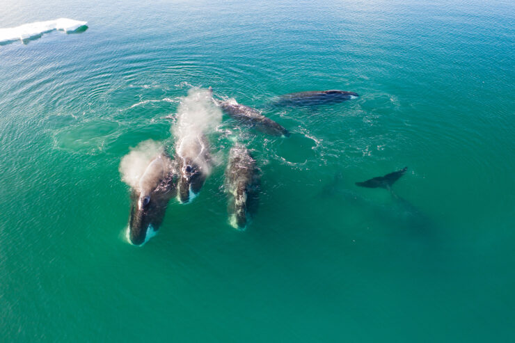 How Long Can a Whale Hold Its Breath?