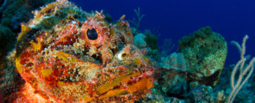 a stonefish underwater