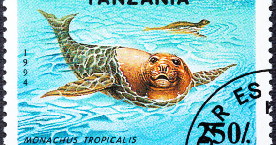 a stamp with a picture of the extinct caribbean monk seal